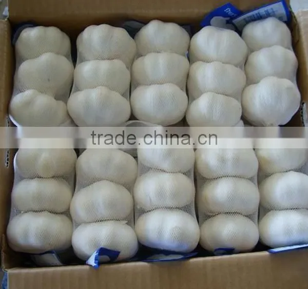 2016 Pure White Garlic 3P/4P/5P/ in 10kg Carton photo-2