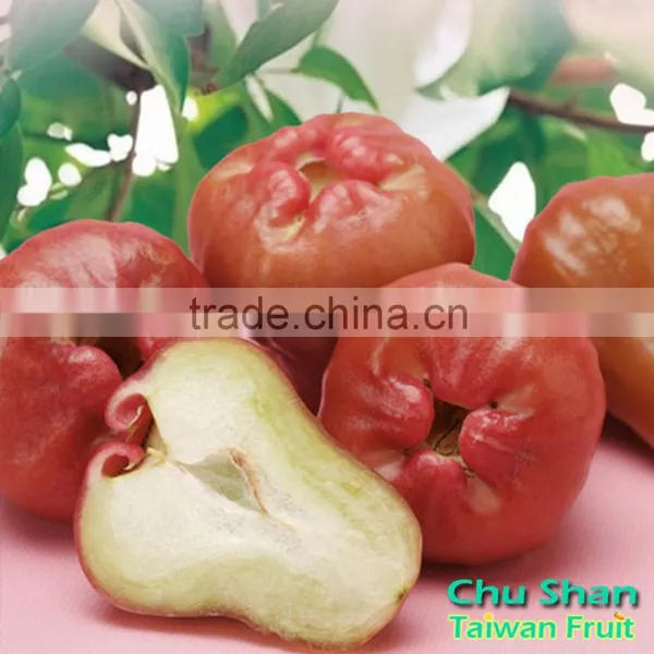 Good Quality Wax Apple for Sale photo-5
