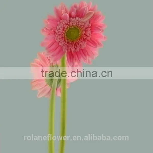 Kunming Flower Export Long Stem Glass Flowers Pvc Flower Stem With 70-80cm Long From Yunnan, China photo-3