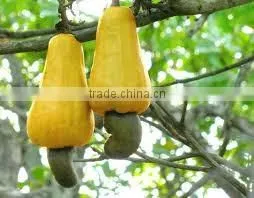 Cashewnut Shells
