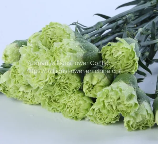 China Flower Fresh Cut Carnations Flower Mother′s Day Gift Wholesale photo-4
