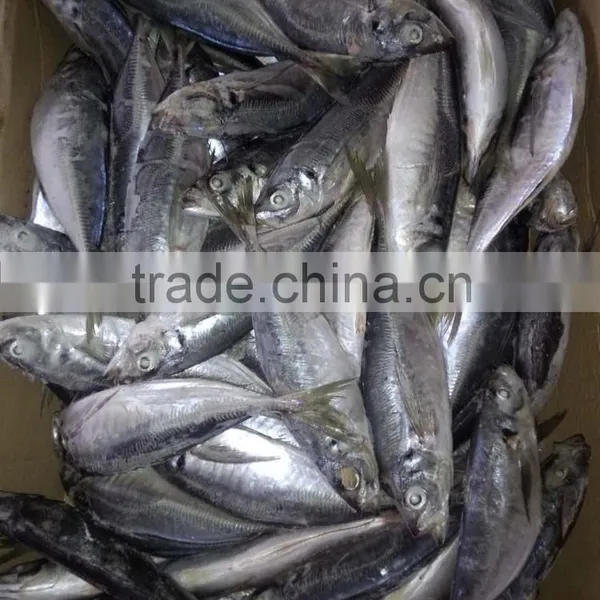 2015 Frozen Horse Mackerel wr 100-200g Seafrozen photo-3