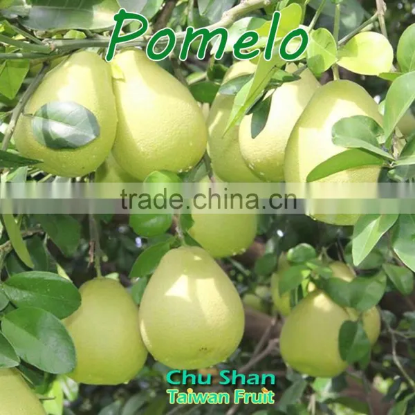 2016 Taiwan High Quality Fresh Pomelo