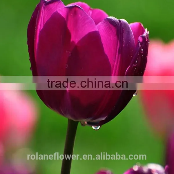 Top Quality Fresh Cut Pueple Tulip Flower for Wholesale photo-2