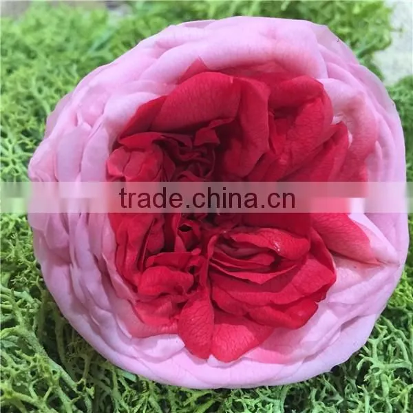 Luxurious Flowers High Quality Real Preserved Roses Preserved Austin Roses
