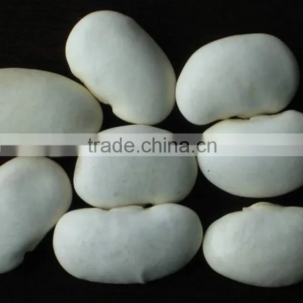 Big Size White Beans White Haricot Beans photo-4
