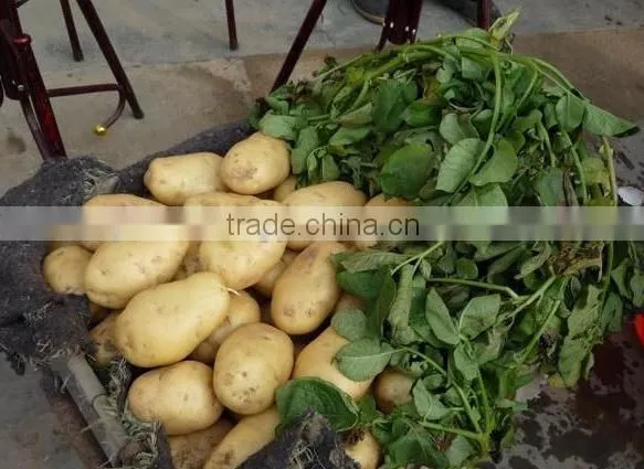 Fresh Potato photo-2