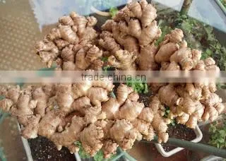 Fresh Ginger photo-2