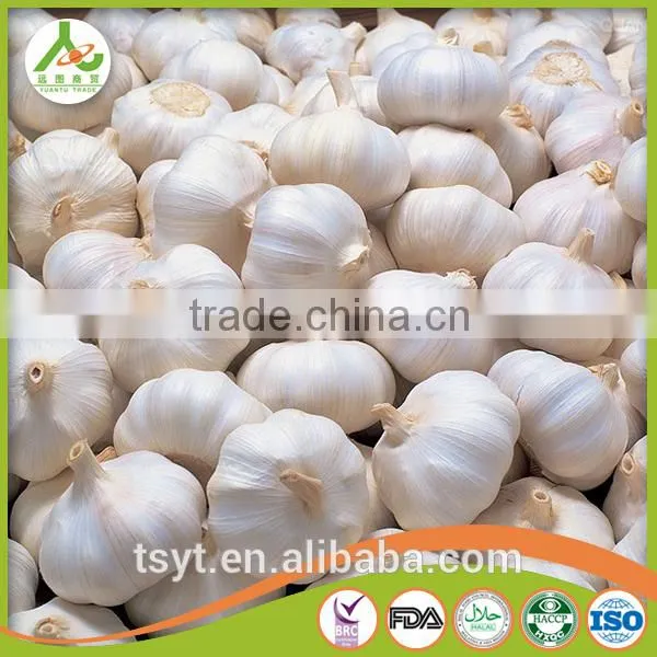 Bulk Pure White Fresh Garlic Price photo-4