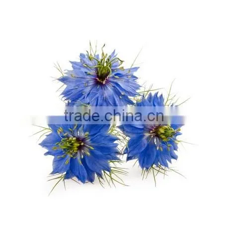 Headache Migraine Relief Black Seed Oil Nigella Sativa Oil photo-3