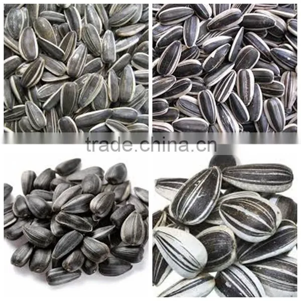 Organic Sunflower Seeds in Shell Chinese Sunflower Seeds Hybrid Sunflower Seed photo-3