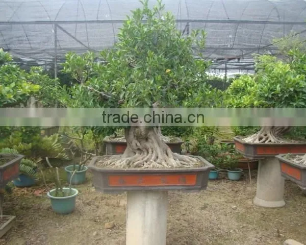 Artistic Best Bonsai of Ficus Microcarpa photo-5