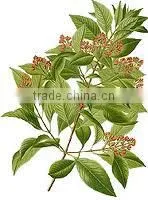 Sandalwood Extract