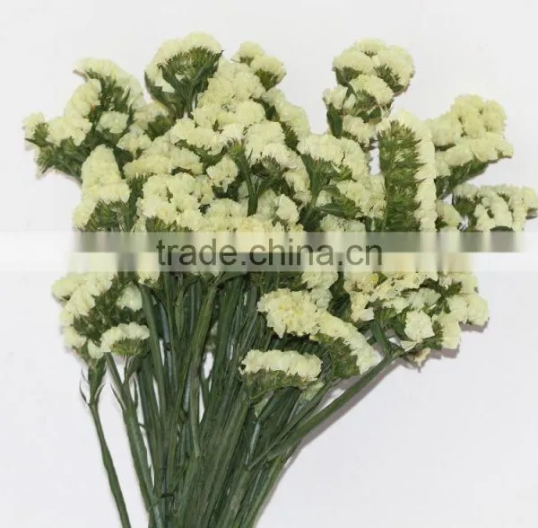 Fresh Cut Myosotis Sylvatica Flowers From Kunming Flower Planting Base photo-3