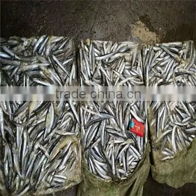 Frozen Whole Round Anchovy for Sale photo-2