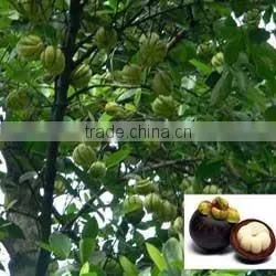 GARCINIA CAMBOGIA EXTRACT photo-4