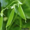 Sell Pea Pods