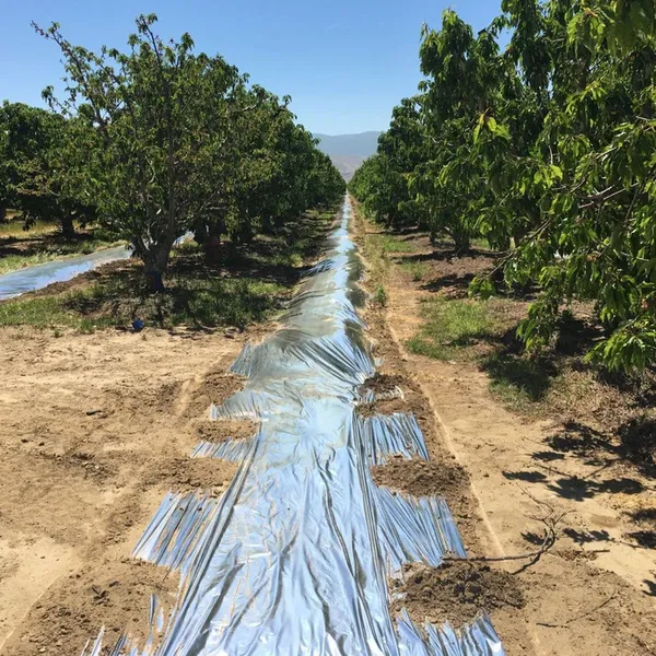 Agriculture Apple Orchard Reflective PE Film Aluminum Foil Laminated Agricultural Mulch Film 18 Micron Solar Reflective Film photo-3