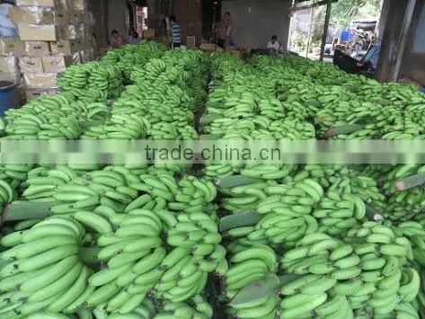 Cavandish Banana photo-6