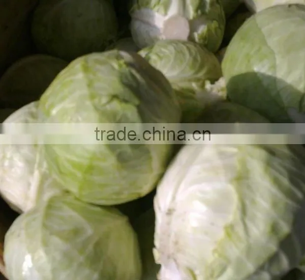Fresh Cabbage