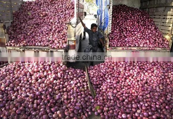 FRESH CLASS 1 RED,YELLOW AND WHITE ONION FROM SOUTH AFRICA photo-2