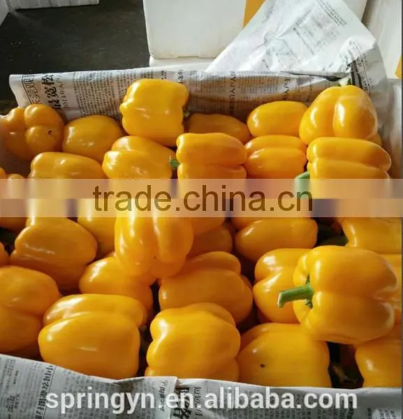 Orange Red Capsicum Yellow Capsicum photo-3