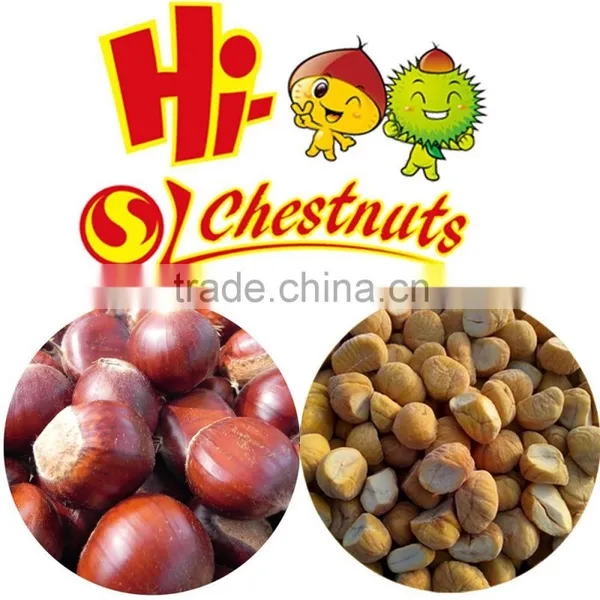 Bulk Frozen Chestnuts Castanea Sativa for Sale photo-4