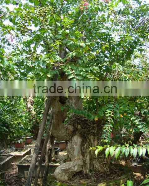 Lagerstroemia Indica L. photo-4