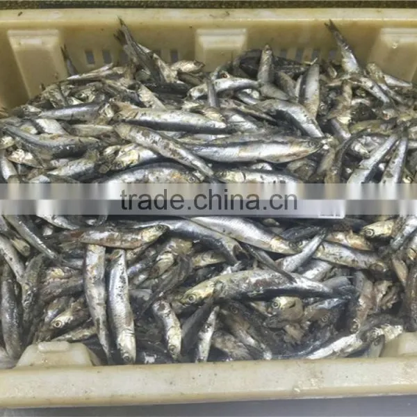 Sea Frozen Anchovy Fillets in Vinegar Water photo-5