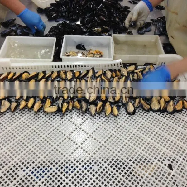 IQF Half Shell Blue Mussel photo-5