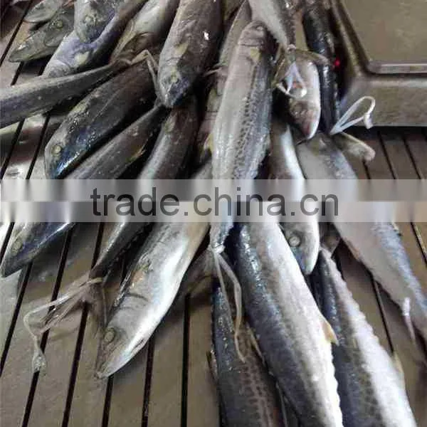 NEW COMING FROZEN SPANISH MACKEREL photo-2