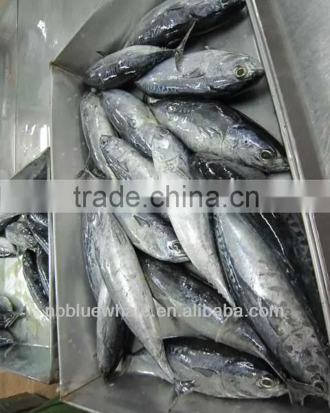 BQF frozen bonito fish