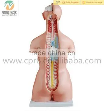 Human Anatomical Asexual Torso Model With Organ photo-2