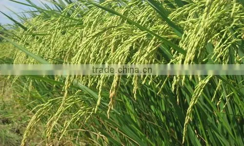 Rice Flour photo-3