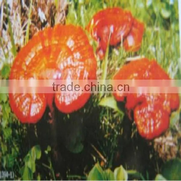 100% Natural Ganoderma Lucidum Spore Powder