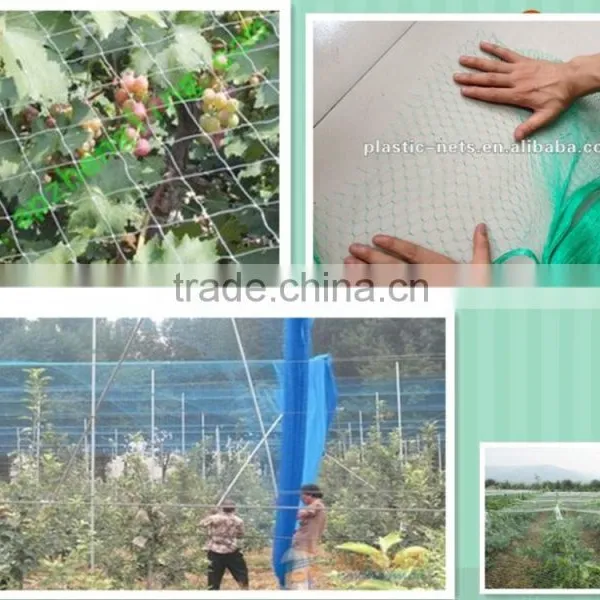 Plastic Nets Used in Protect Against Birds photo-3