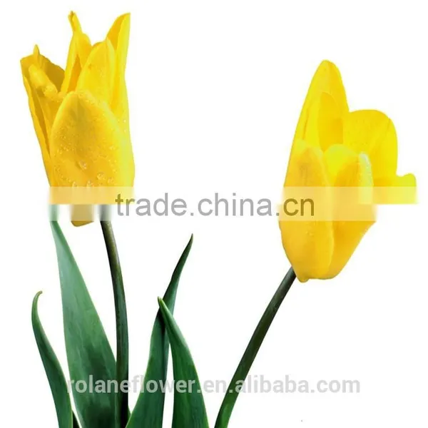 Kunming Suply 2016 High Quality Fresh Cut Yellow Tulip Plant photo-3
