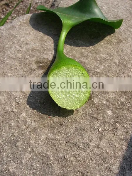 Multifunctional Crushing And Juice Screw Machine For Water Hyacinth Price In China photo-5