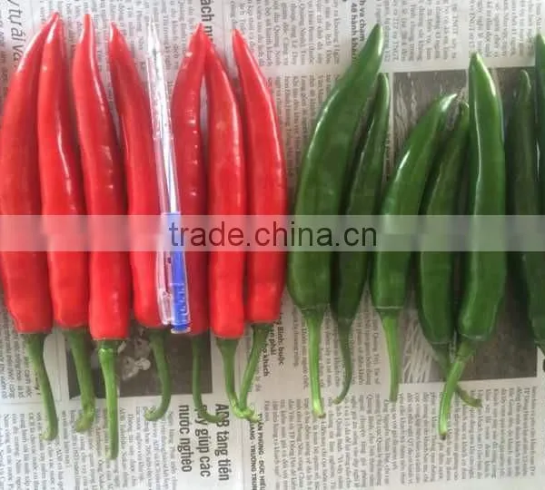 DALAT FRESH RED CHIILI photo-2