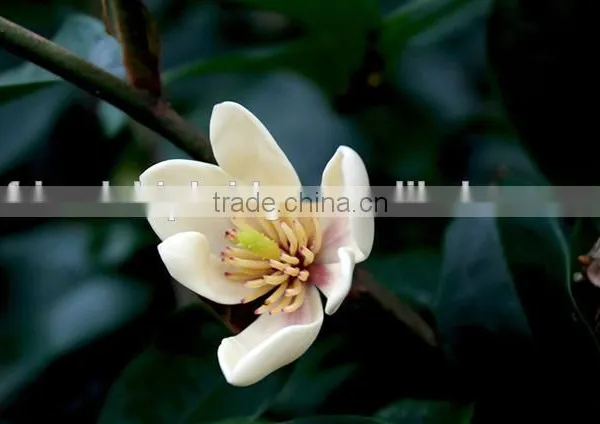 Michelia Figo Seedling photo-3
