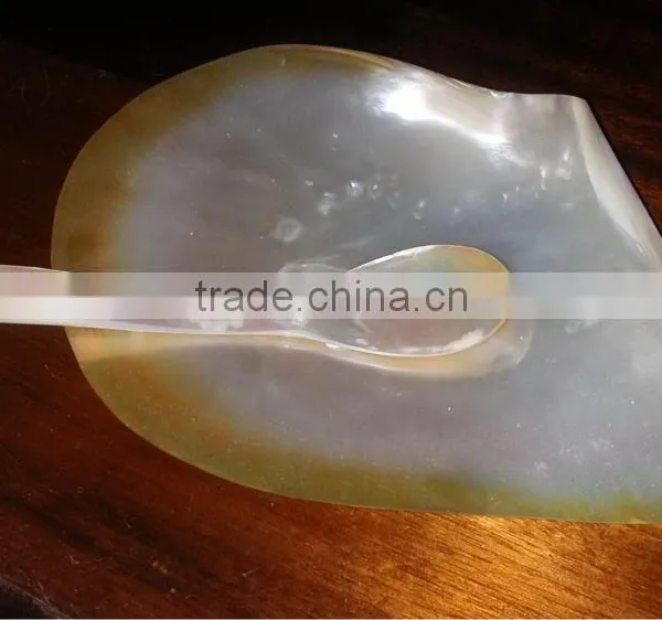 Sea Shell Mosaic Mother of Pearl Mosaic