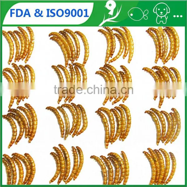 High Quality Wholesale Chicken Feed Dried Mealworms//bird Feed Mealworms