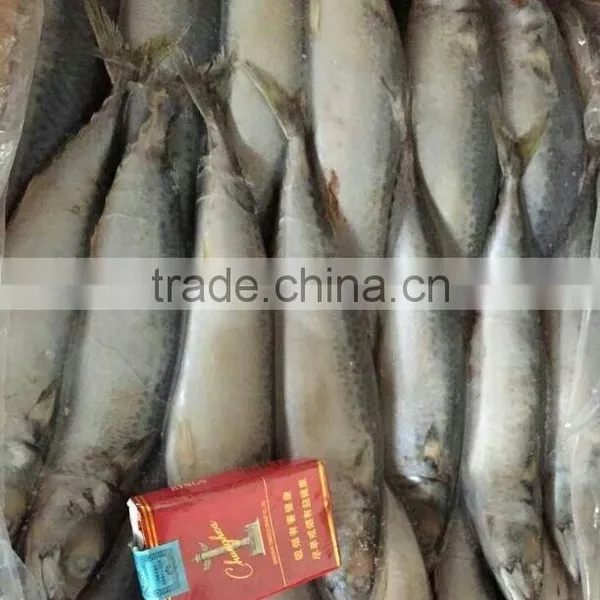 New Arrival Seafood Frozen Fish Pacific Mackerel Prices photo-2