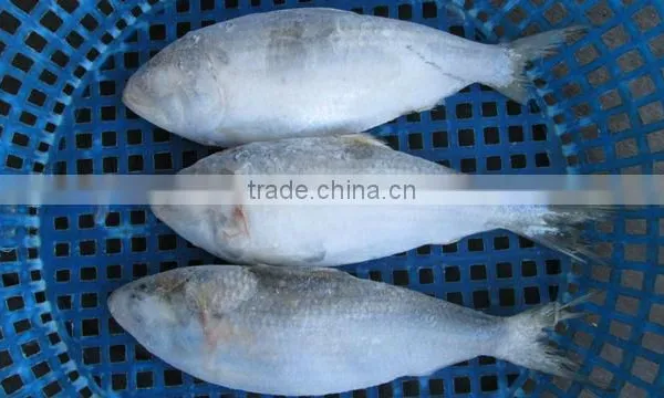 FROZEN SARDINE FISH/ SHAD FISH/ SIZE 4/6 photo-4