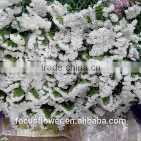 Artificial Plants Statice White Cut Fresh Flowers For Gathering photo-3