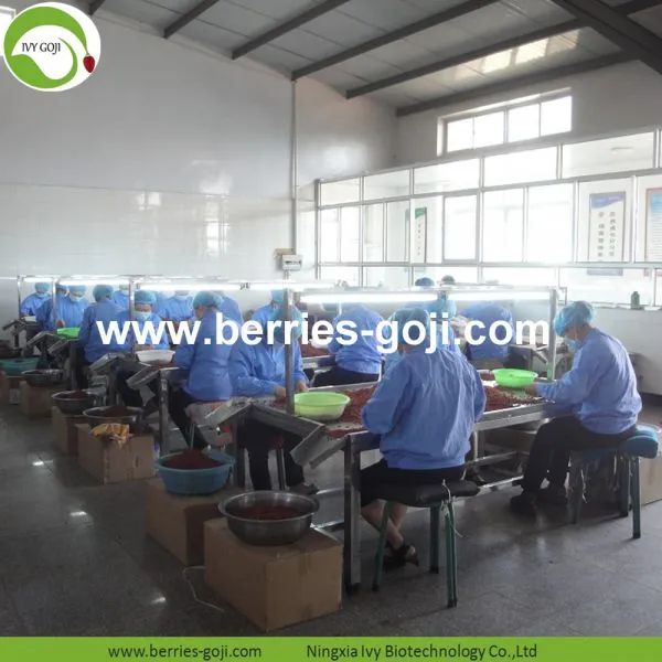 Factory Supply Nutrition Dried Lycium Chinense photo-4