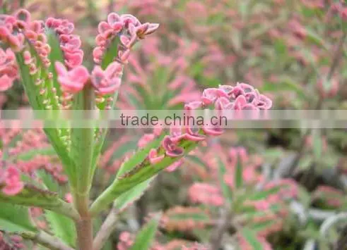 Pet Plant, Mini Plant, Miniplant photo-4