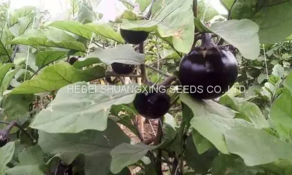 Round Shape Purple Eggplant Seeds Vegetable Seeds photo-4