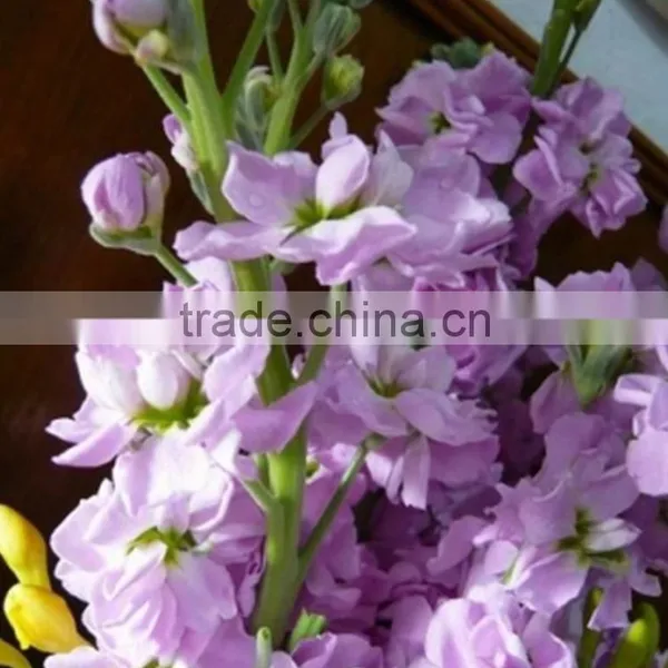 Cheap Best-Selling Light Purple Violets photo-6