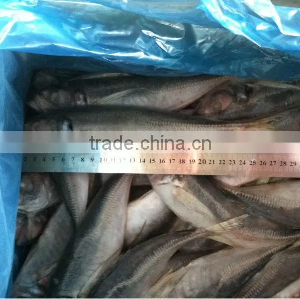 Sea Frozen 100-150g Horse Mackerel or Sacd From China photo-6
